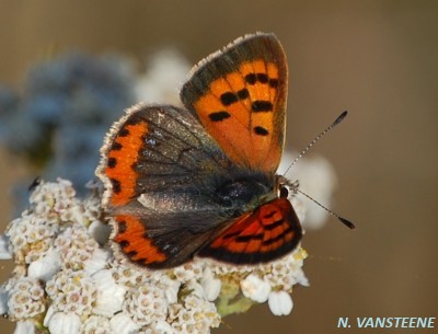 Lycaena phlaeas